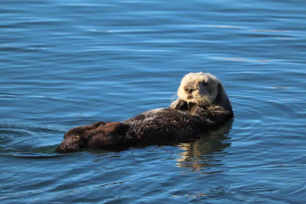 an adorable otter floating on its back eating a sea urchin in the ocean