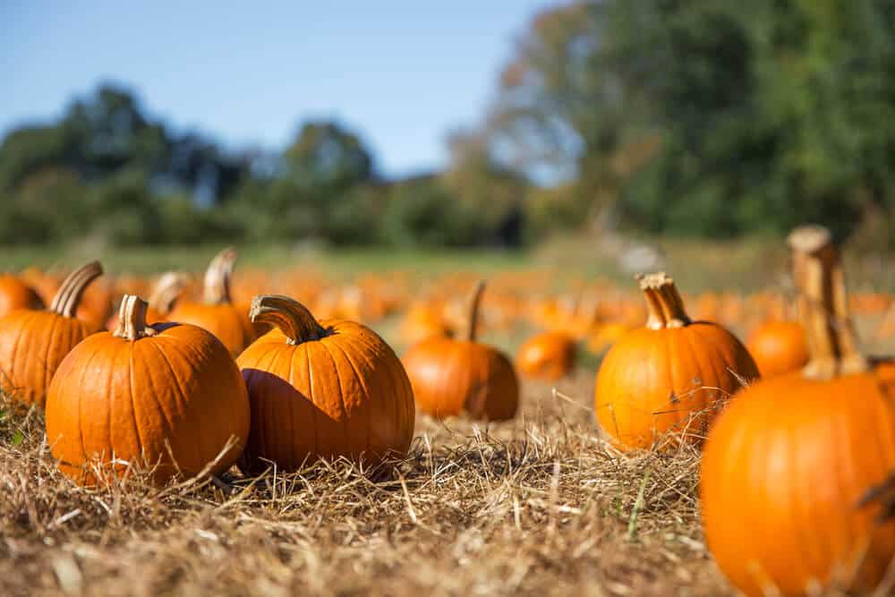 orange pumpkins for sale in the fall