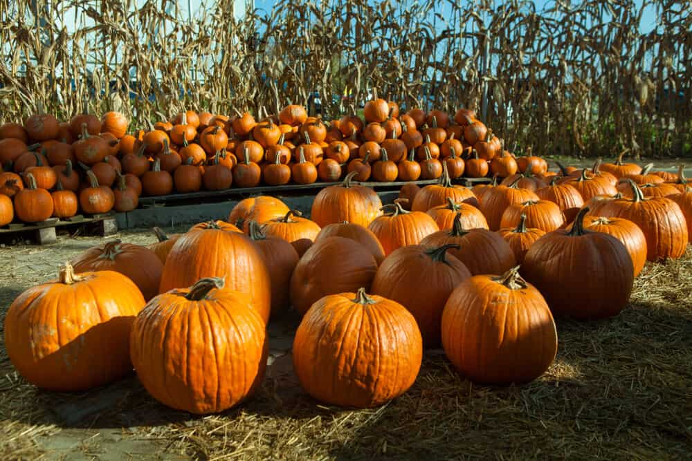 pumpkins for sale in fall at a pumpkin patch