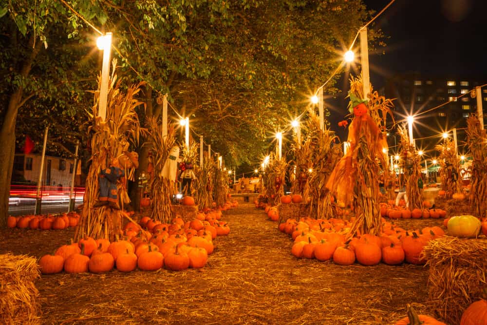 walking down a pathway surrounded by pumpkins in san francisco