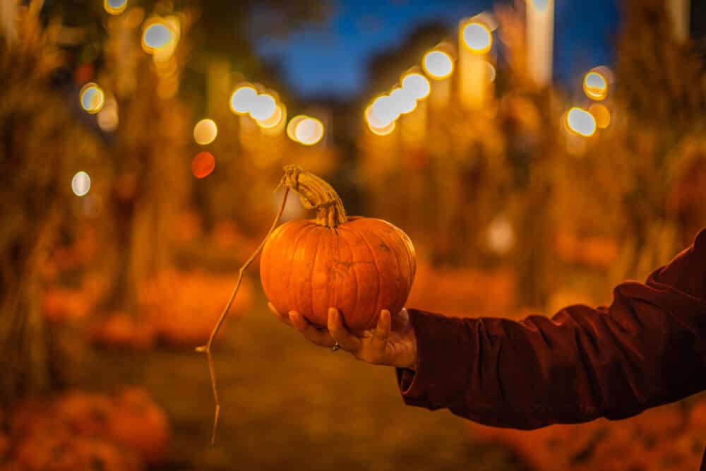 man's hand holding a pumpkin at a pumpkin patch in the evening with. lights behind him