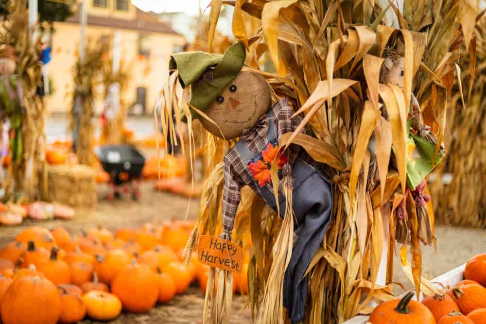 a pumpkin patch with a scarecrow doll