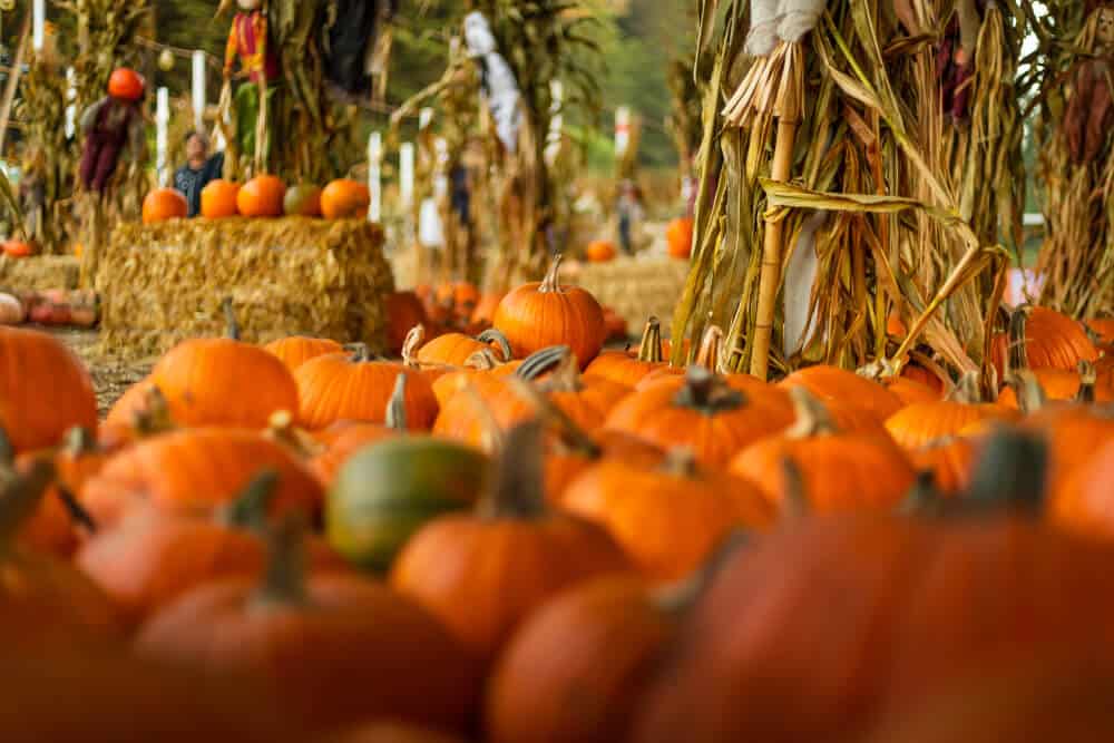 a selection of pumpkins to choose from at a local pumpkin patch