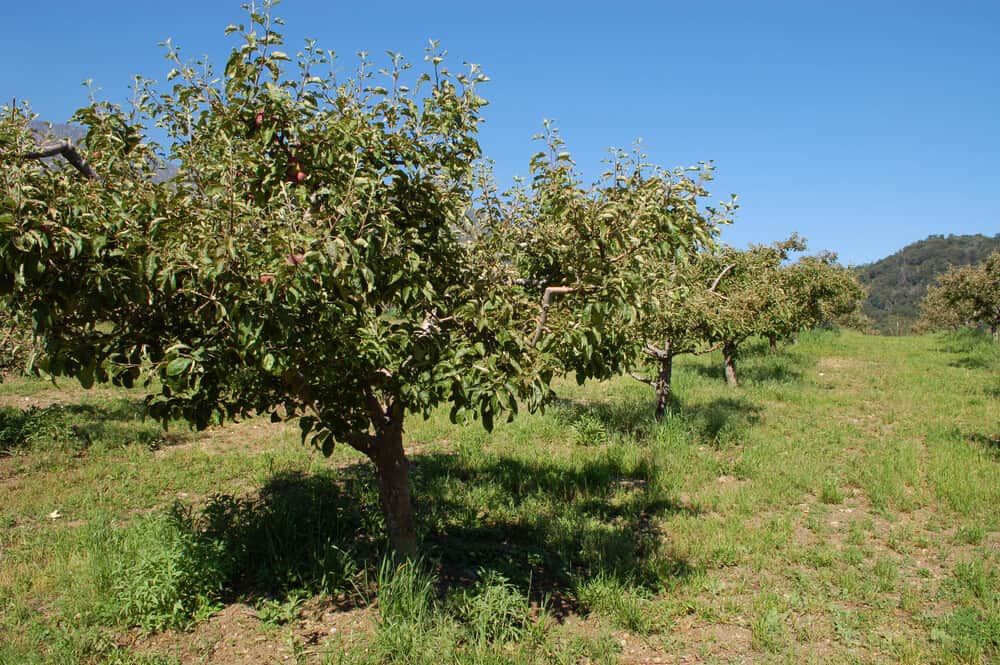 a u pick apple farm in julian california