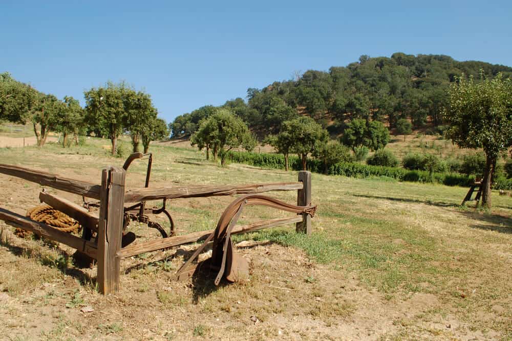 apple trees in california near a gate