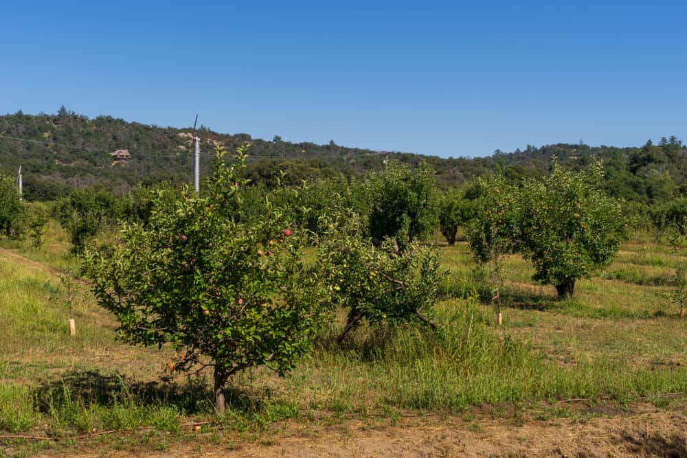 Apple trees in Southern California on a clear sunny fall day