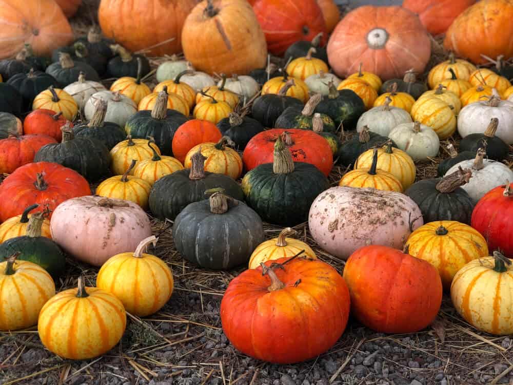 multicolored pumpkins for sale