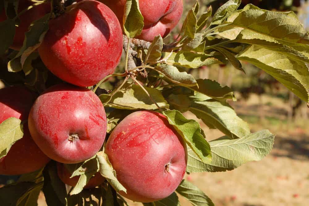 close up of a u pick apple farm in southern california