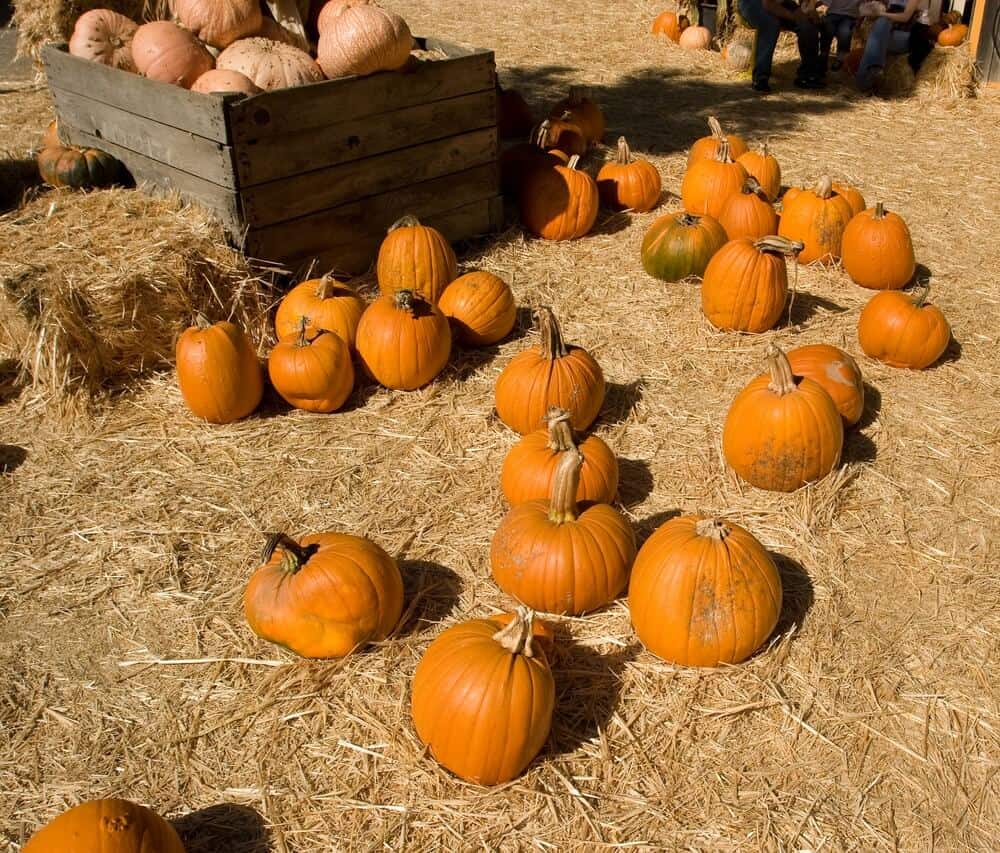 a selection of pumpkins on the ground at a pumpkin patch