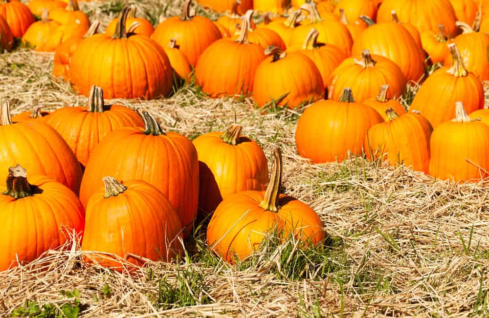 colorful orange pumpkins on the ground at a pumpkin patch