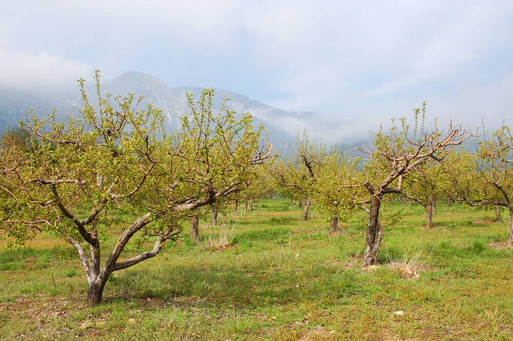 apples in the spring time