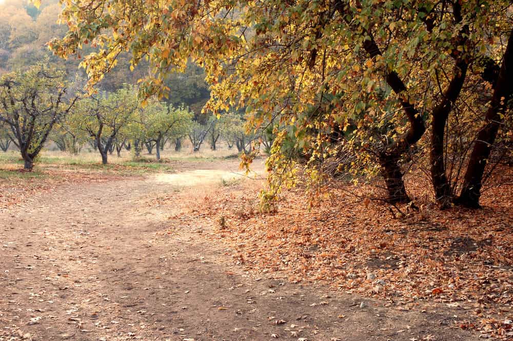 Fall colors while apple picking in Southern california along a hiking trail