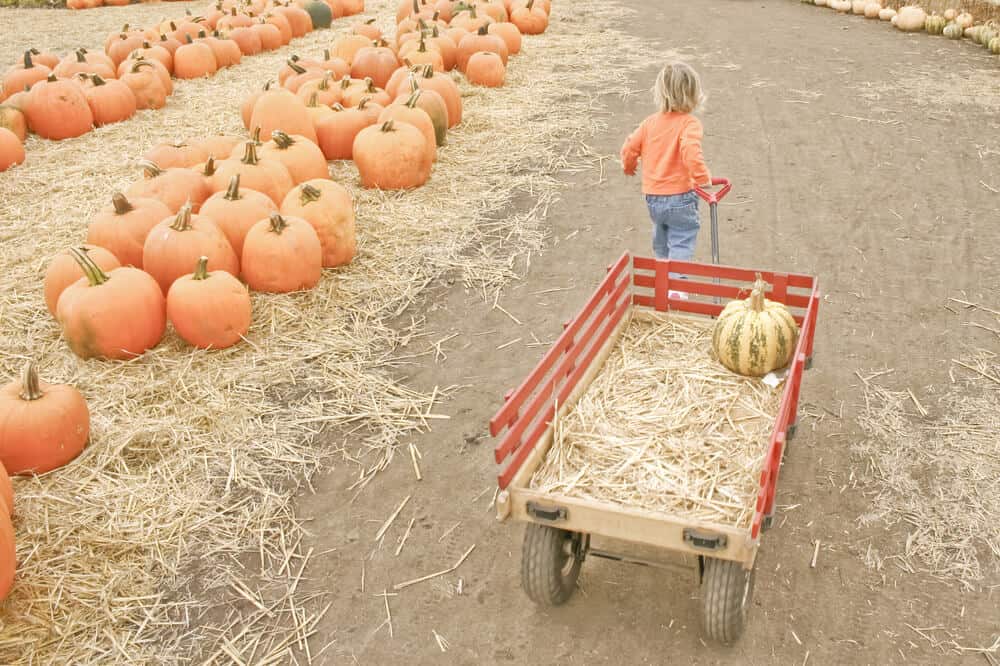 little kid with a wagon at a pumpkin patch in half moon bay