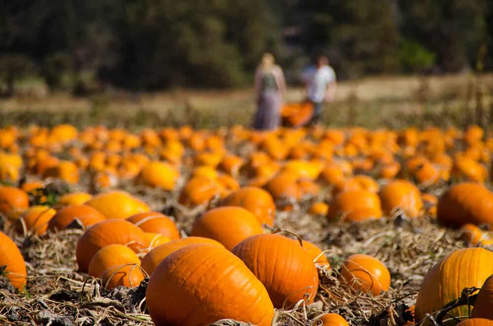 people in the background picking pumpkins at a pumpkin patch in california