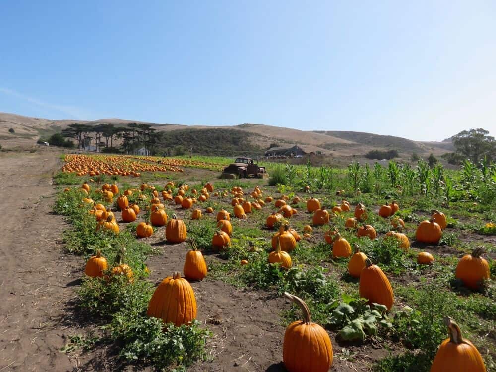 pumpkin patch in half moon bay california