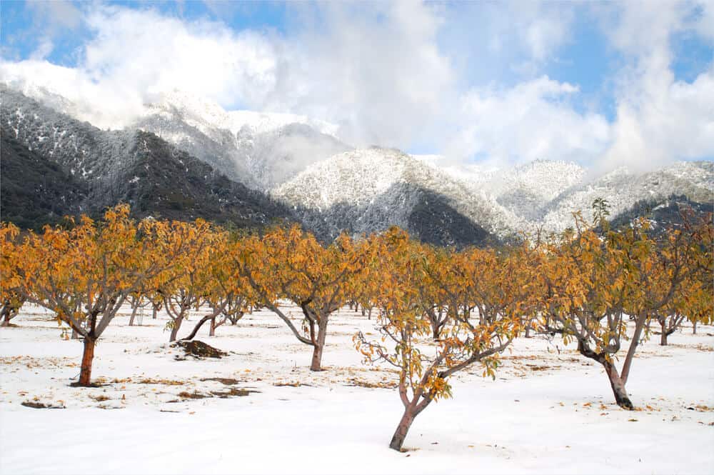 Apple trees with orange leaves and freshly fallen snow in Oak Glen