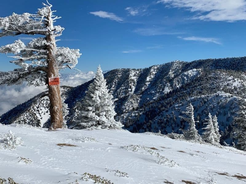 a tree on mt baldy covered in snow