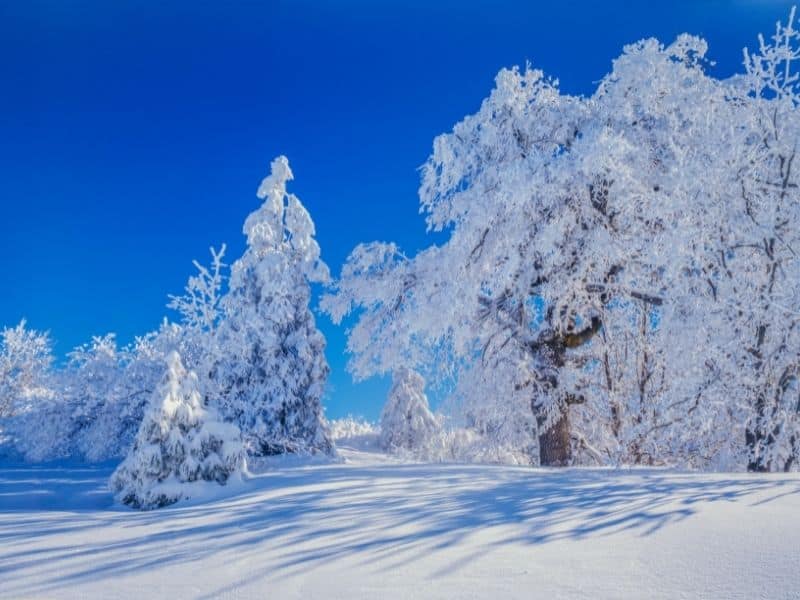 totally snow covered trees in lake arrowhead california against a dark blue sky