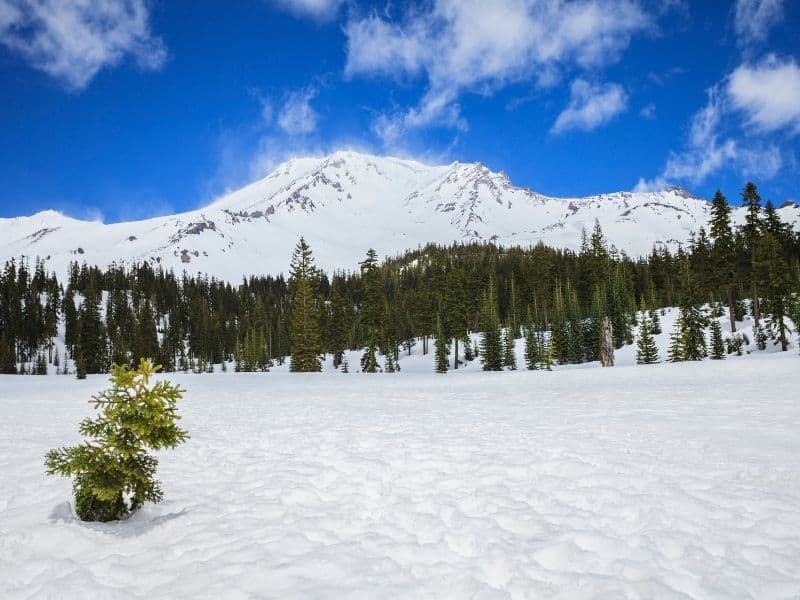 mt shasta ski area the bunny flats area, lots of green trees and mt shasta peak 