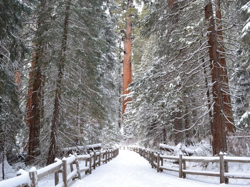 a giant sequoia grove coated in snowfall in california in the winter in sequoia national park