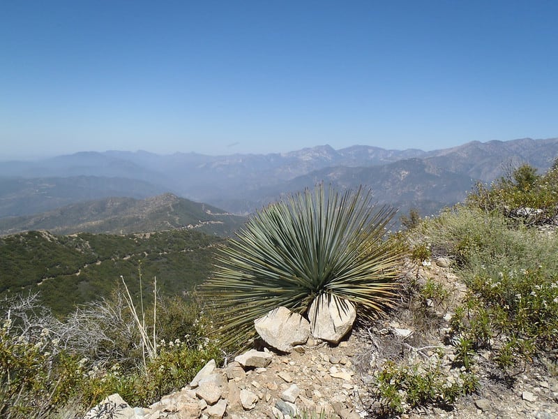 a yucca plant along this los angeles hiking trail in angeles national forest