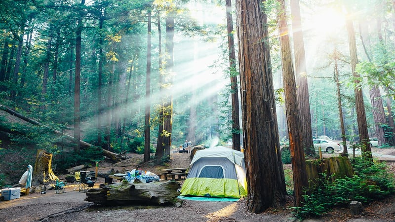 a green tent in the middle of a redwood forest camping in ventana