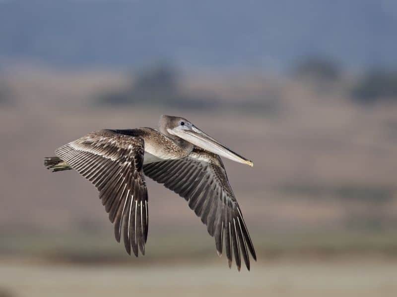 pelican flying over the water in moss landing california