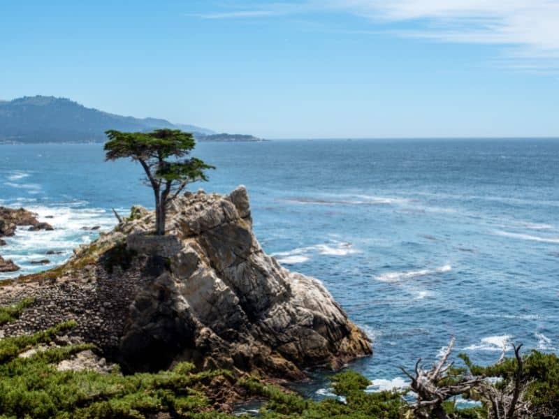 check out the lone cypress tree on the drive from san francisco to big sur - a tree on the edge of a cliff next to water.