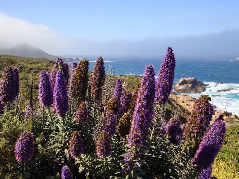 Clusters of large lupine flowers against the backdrop of the rocky Big Sur coastline