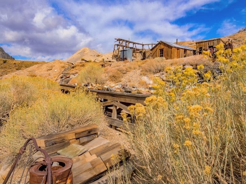 yellow wildflowers blooming at cerro gordo mines an abandoned ghost town in california