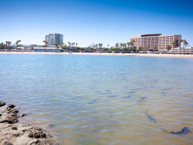 clear water at mother's beach, where you can see some sharks below the water