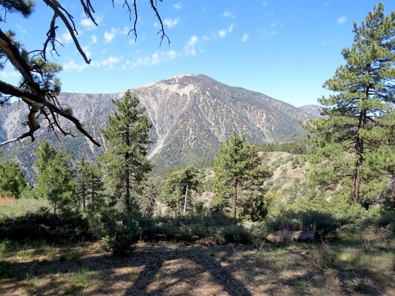 peak of mountain with evergreen trees nearby it while hiking in los angeles