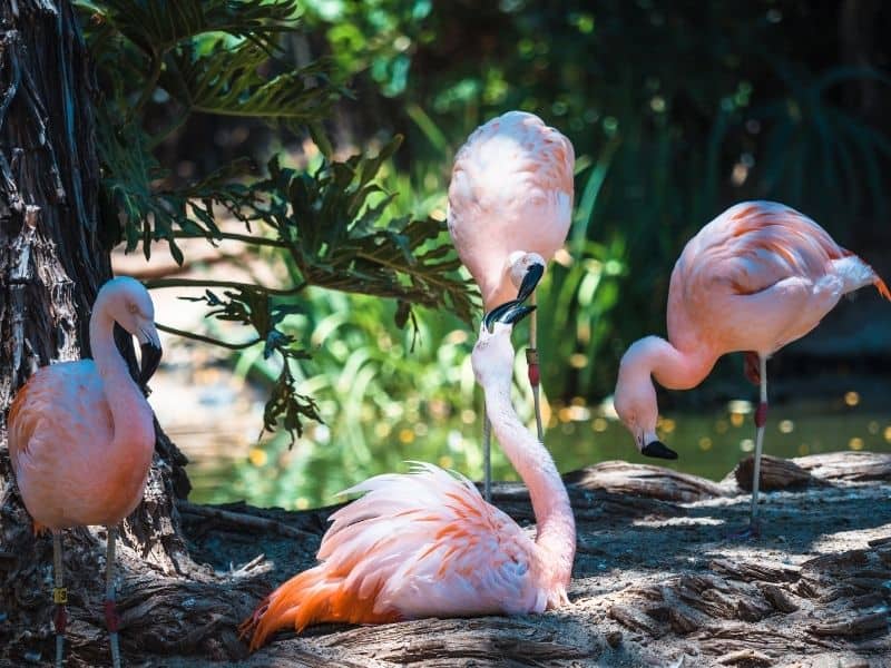 a group of four pink flamingoes at the san diego zoo