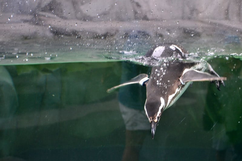 a magellan penguin diving in the water in his enclosure