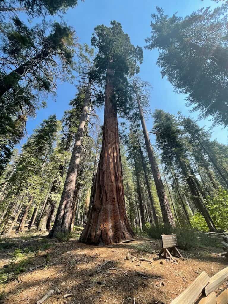 a giant sequoia in yosemite national park towering above the other trees nearby it