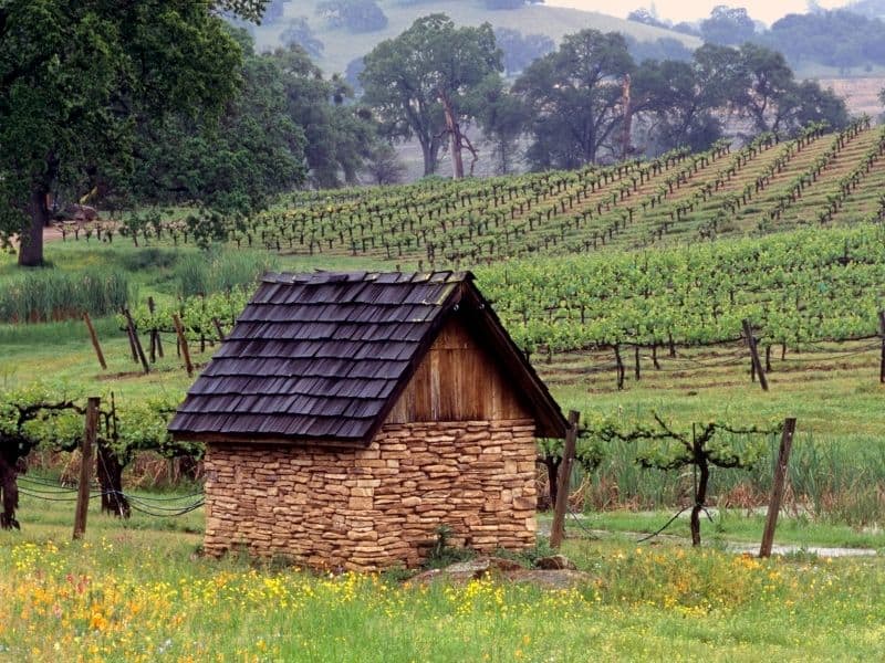 wildflowers, a small house, and vineyards in the distance with hills behind them.