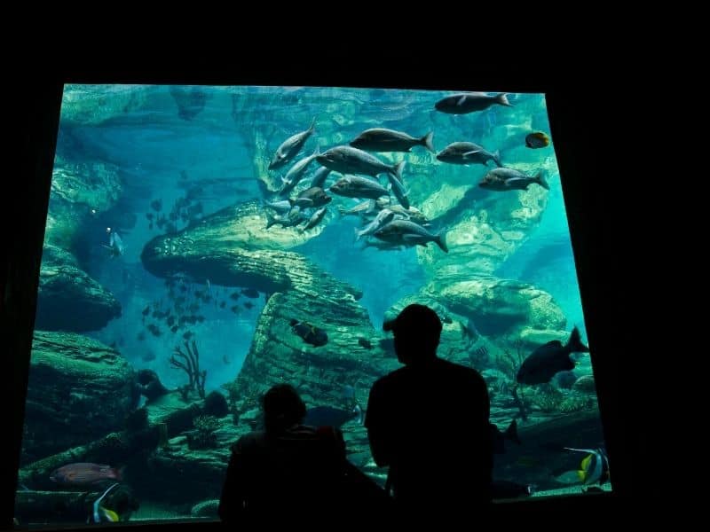 the aquarium in san diego with people looking at sea animals in the tanks silhouetted in black against the tank illumination