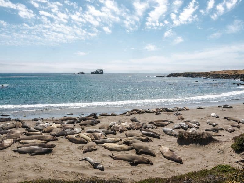 the elephant seals of big sur california on the beach