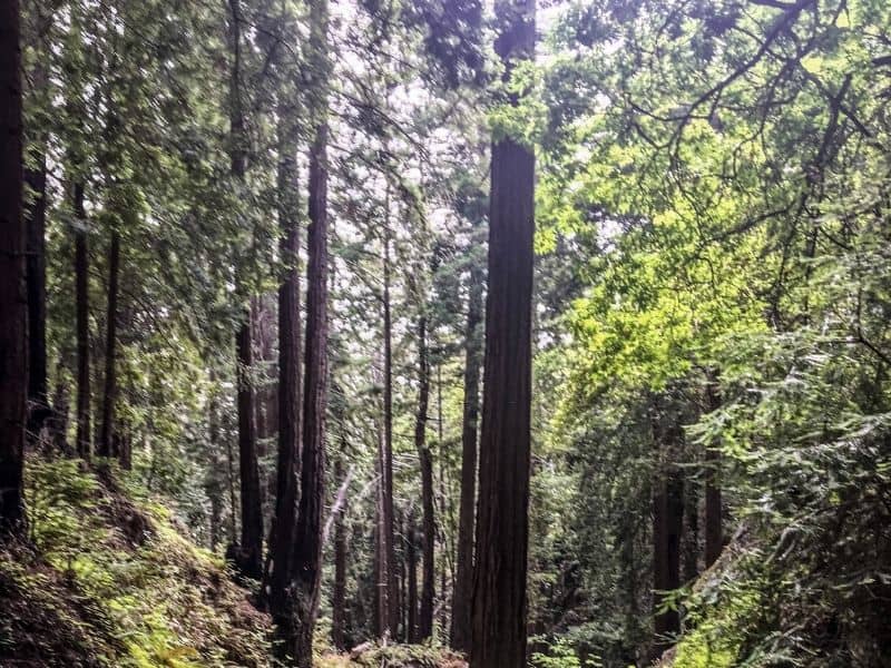 redwood trees in big sur california in a forest