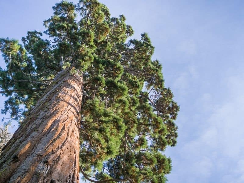 looking up at a giant sequoia tree in Calaveras county on a sunny day