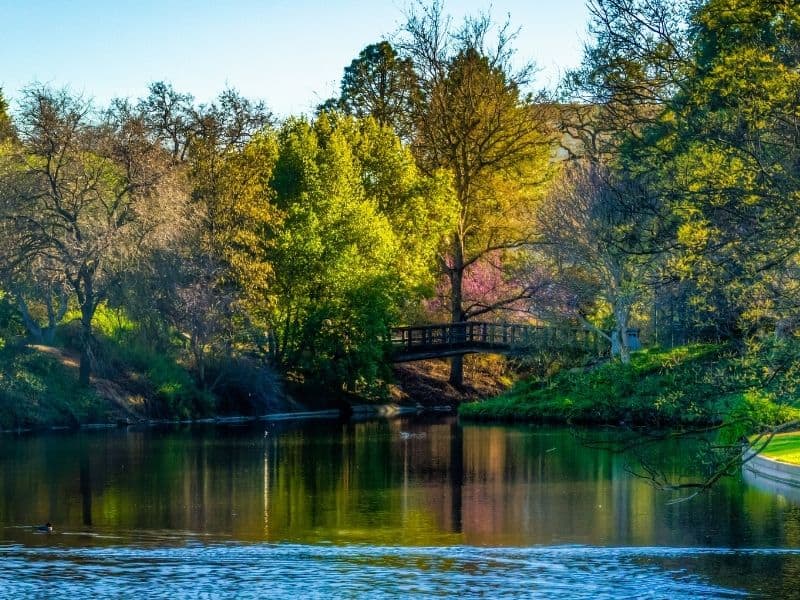 peaceful water around the arboretum in davis with beautiful trees in fall foliage colors