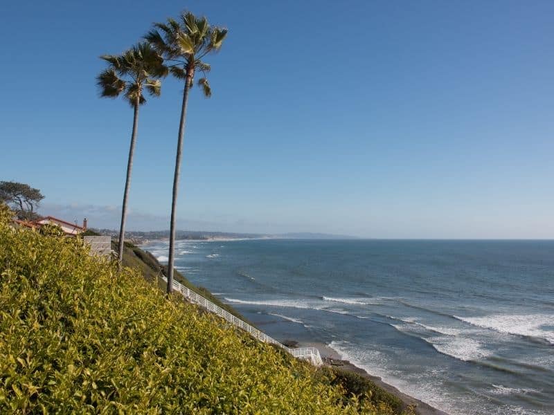 palm trees along the ocean edge in the beautiful town of encinitas california not far from san diego