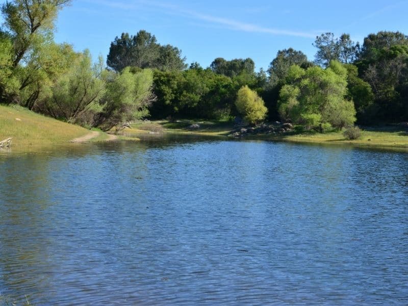 blue water in a lake surrounded by trees and some green grass on a sunny summer day