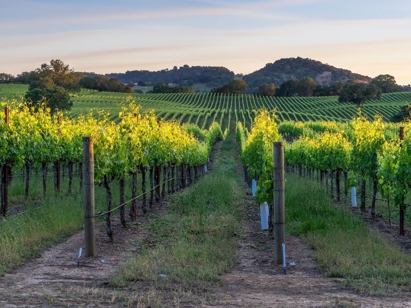 the vineyards in healdsburg at sunset with rolling hills in the distance