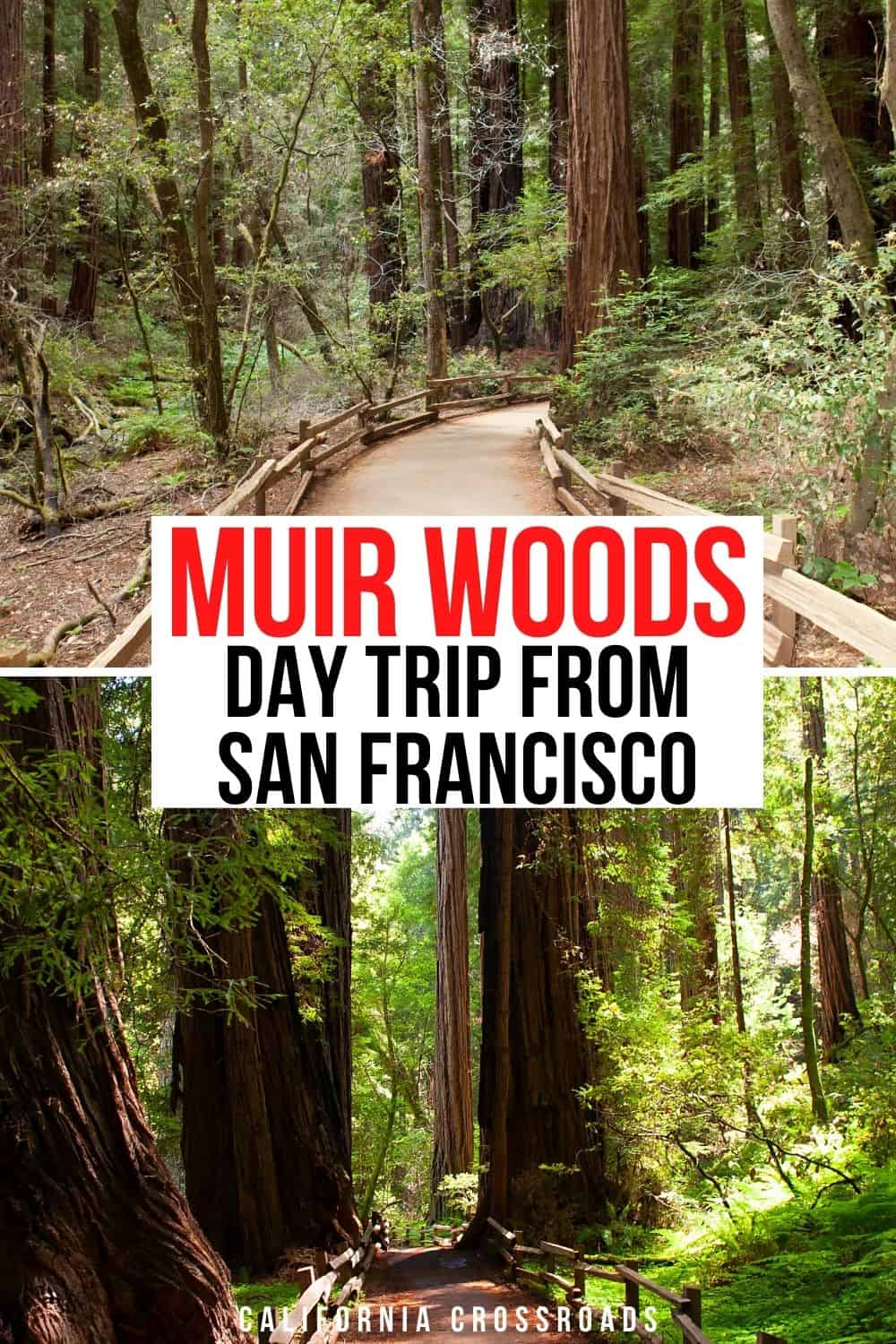 San Francisco to Muir Woods (With or Without Reservations): How to Get ...