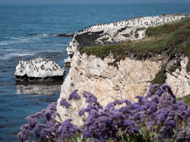 pelicans hanging out on the rocks at dinosaur cave state park with purple flowers in the foreground and lots of b irds on cliffs and islets