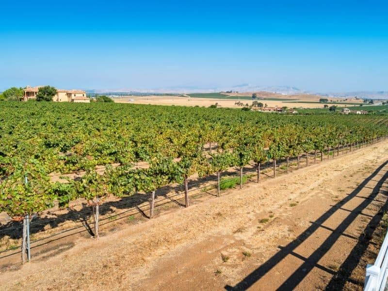 vineyards in livermore valley at a winery