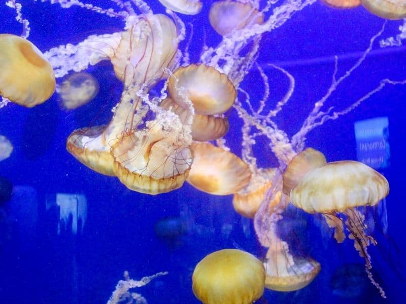 yellow jellyfish in a blue water tank