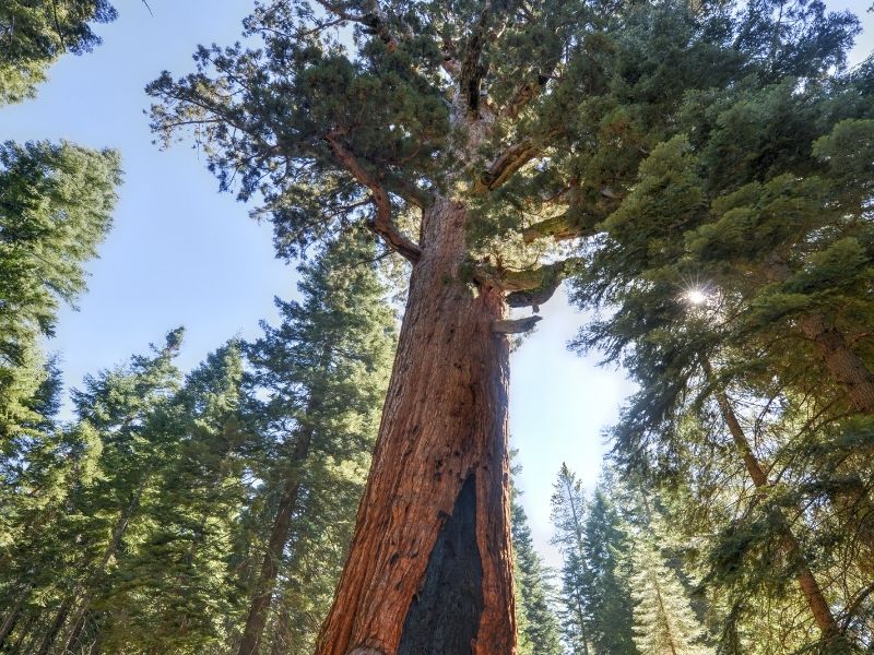 the large grizzly giant tree in mariposa grove in Yosemite national park with lots of trees around it