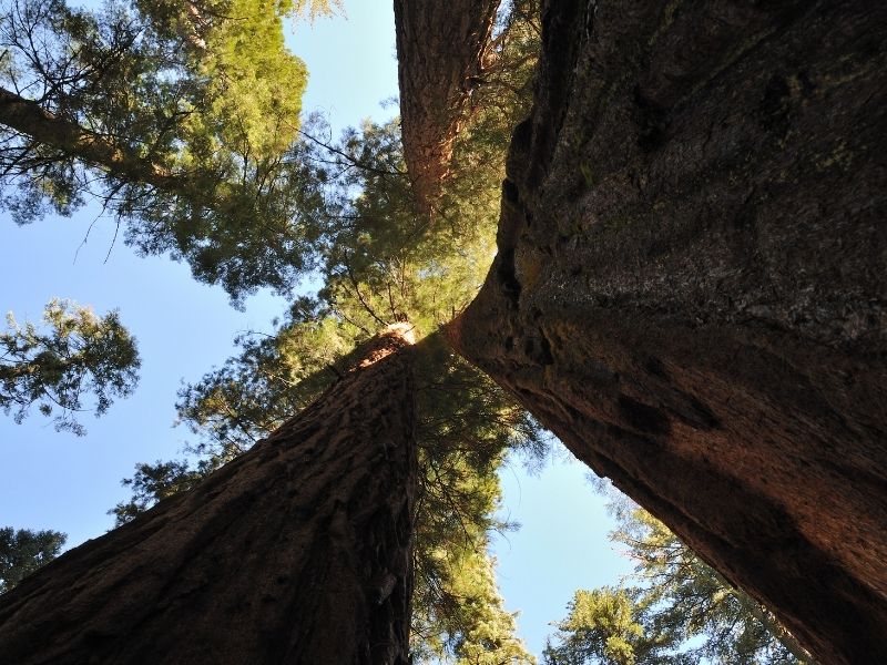 looking up towards the sky, admiring massive redwood trees